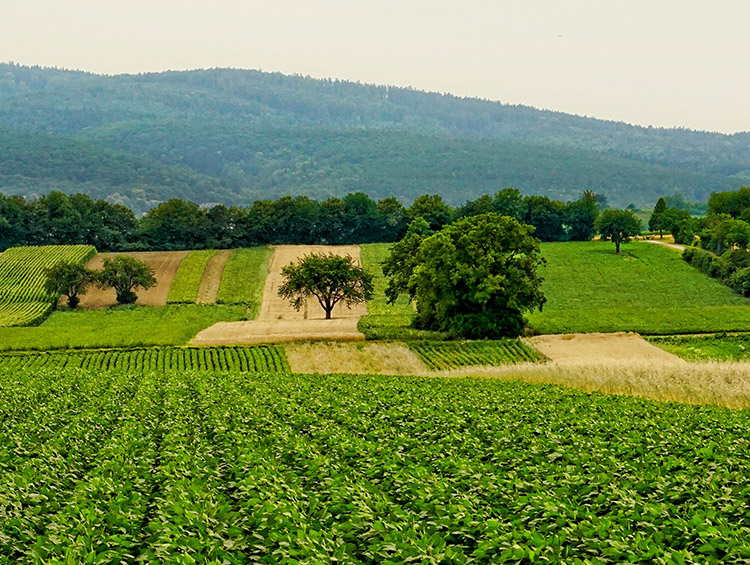 Navigate to this Product's page