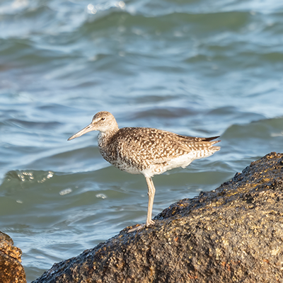 Birds of Hammonasset