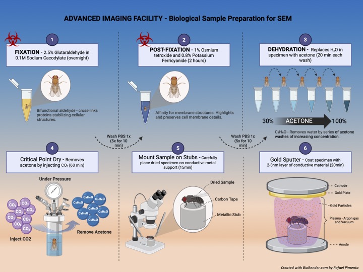 Biological Sample prep for SEM (External)